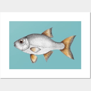 Common roach fish Posters and Art